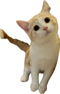 ぺージトップへ戻る